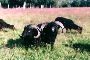 Characteristic attitude of the males sheeps