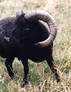 black dwarf sheep ram ouessant