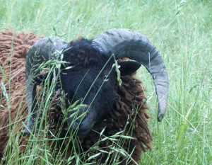 sheep's head male ouessant