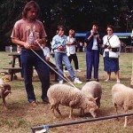 Moutons blancs présentés au concours national du GEMO à Meneuz-Meur en 1994