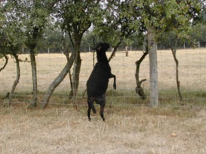 Sécheresse de l'été 2003 : des acrobaties pour manger quelques feuilles vertes...