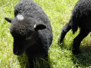 Toupet blanc sur la tête d'un mouton d'ouessant